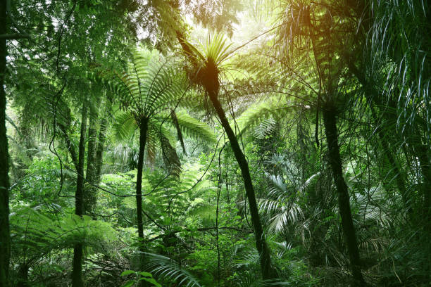 istock Canopy of jungle 1130546314