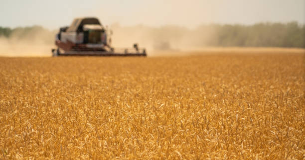 istock Combine harvester harvests wheat 1130546368