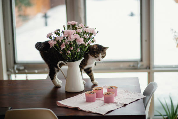 food, cupcake, domestic cat, dessert, flower