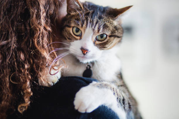 istock Tabby cat and a beautiful young woman 1130546628