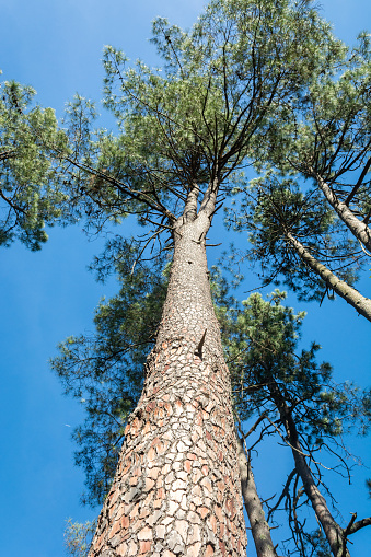 Pine tree, view from below on a sunny day.
