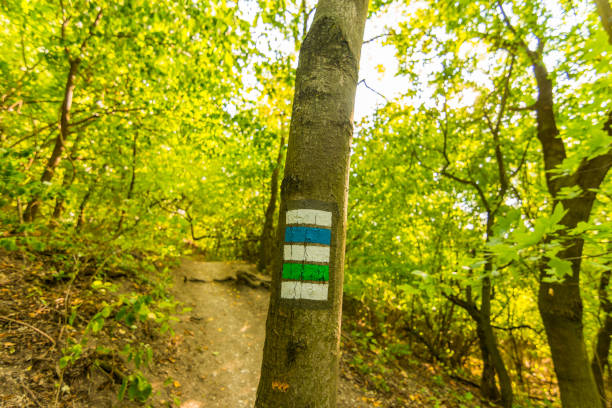 istock Tourist mark on the tree, near path in national park 1130546850