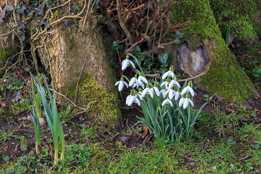 Snowdrops at the base of a woodland tree