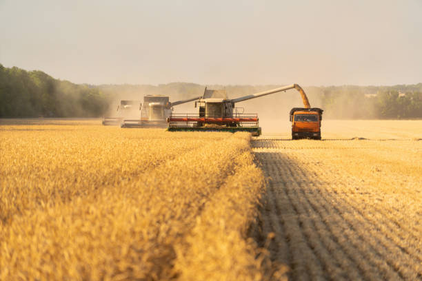 istock Combine harvester harvests wheat 1130547947