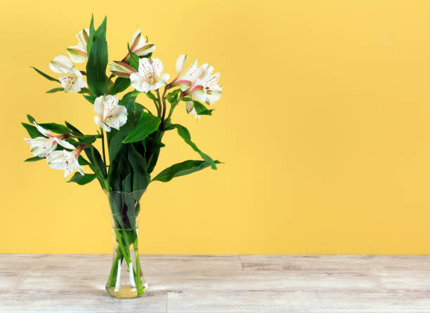 Alstroemeria flowers White  Alstroemeria, Peruvian lilys in glass vase alstroemeria stock pictures, royalty-free photos & images