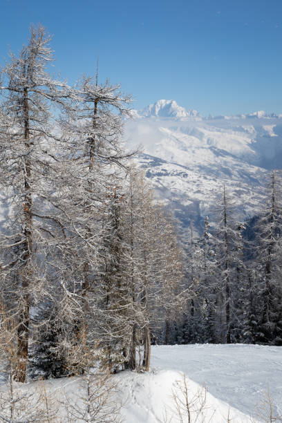 Snow covered tree branches and Mont Blanc mountain above clouds. View from ski resort La Plagne, France