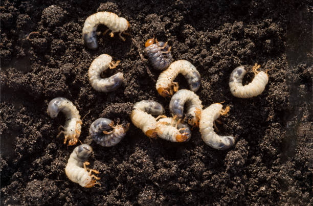 grub chafer bianco sullo sfondo del terreno. larva dello scarabeo di maggio. - larva foto e immagini stock
