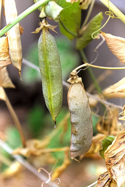 istock Pea pods drying on the vine in a garden 1130548565