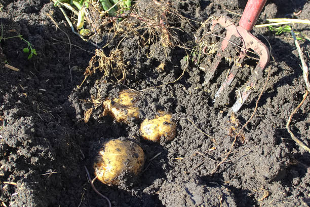 Woman harvesting potatoes.