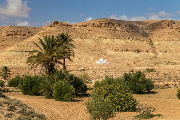 istock Oasis in a desert. South Tunisia 1130549342