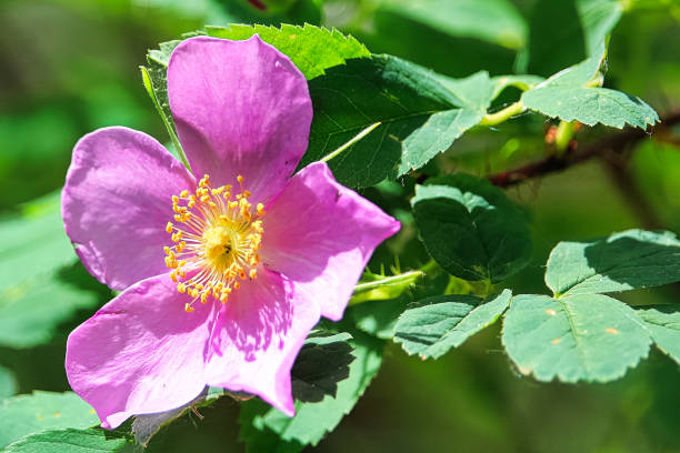 istock Macro view of a wild rose background with leaves 1130549869