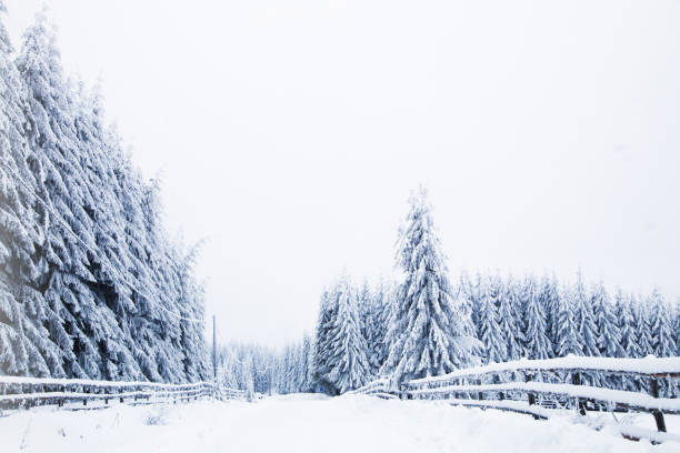 istock Winter wonderland snowy fir trees 1130549925