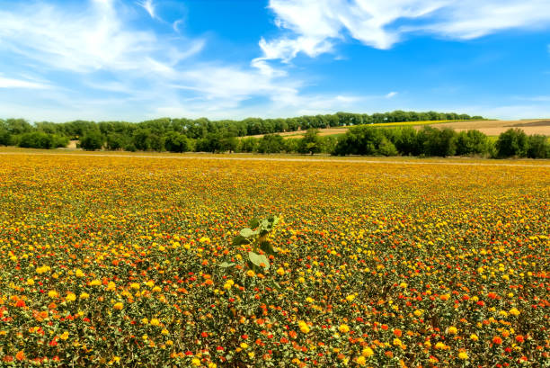 Bright field of blooming wild saffron against the blue sky. Beautiful spring agricultural landscape.