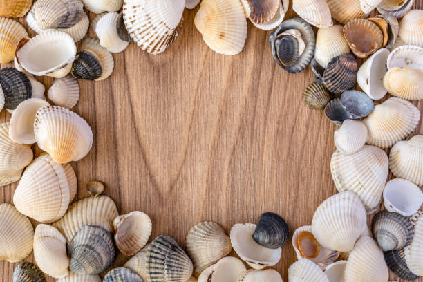 istock Frame made of seashells on a brown wooden base 1130551215