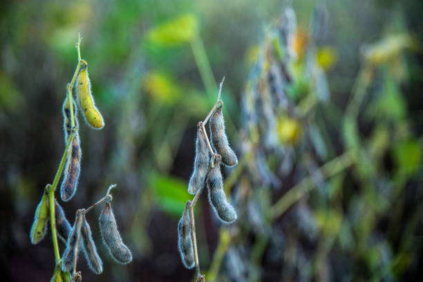 Detail of soybean favas in a plantation in Goias State at dusk
