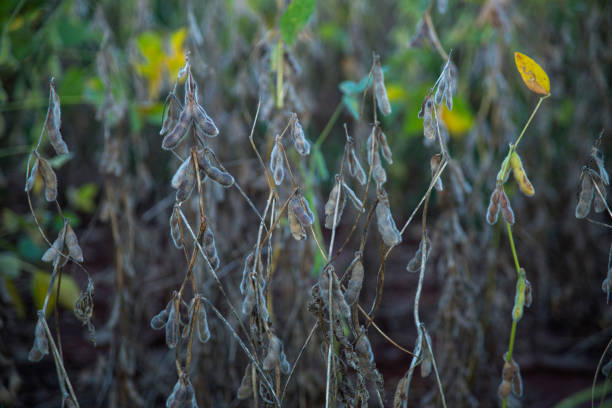 istock Soybean plantation in Brazil 1130551615