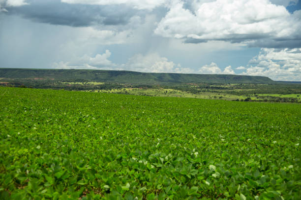 soja-plantage in brasilien - soybean fava bean broad bean bean stock-fotos und bilder