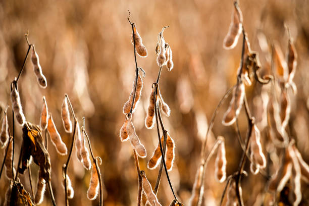 soja-plantage in brasilien - soybean fava bean broad bean bean stock-fotos und bilder