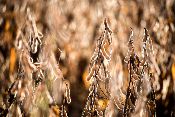 plantación de soja en brasil - soybean fava bean broad bean bean fotografías e imágenes de stock