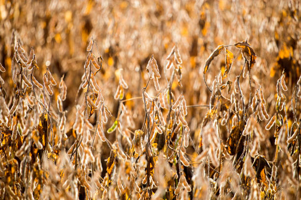 plantación de soja en brasil - soybean fava bean broad bean bean fotografías e imágenes de stock