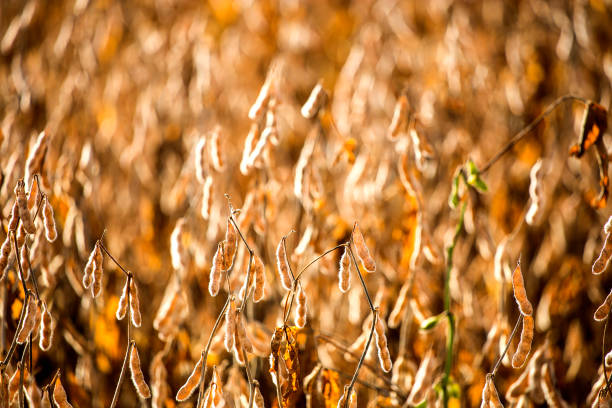 plantación de soja en brasil - soybean fava bean broad bean bean fotografías e imágenes de stock