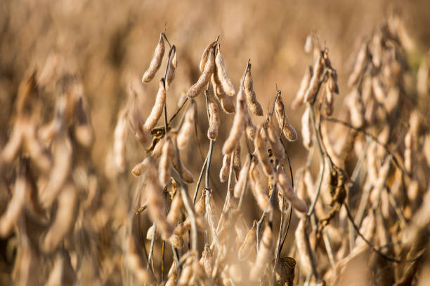 istock Soybean plantation in Brazil 1130552354