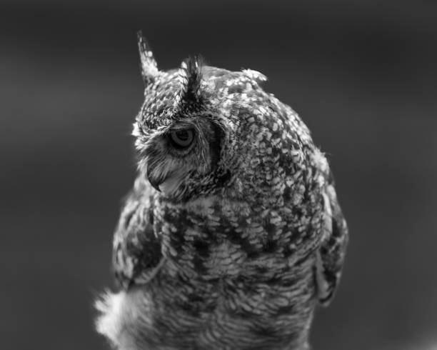 istock A portrait of a Spotted Eagle Owl. 1130552883