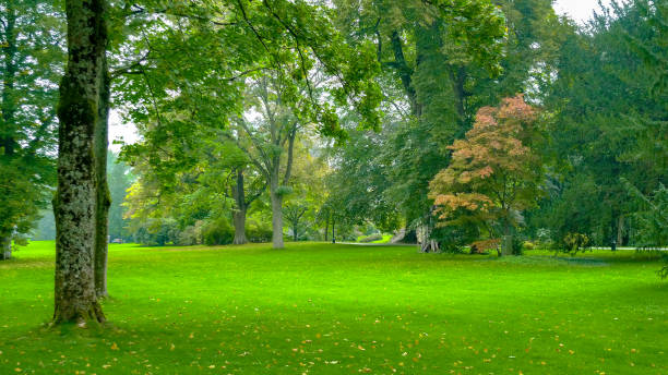 bellissimo parco nel cuore di baden-baden - baden baden green street fountain foto e immagini stock