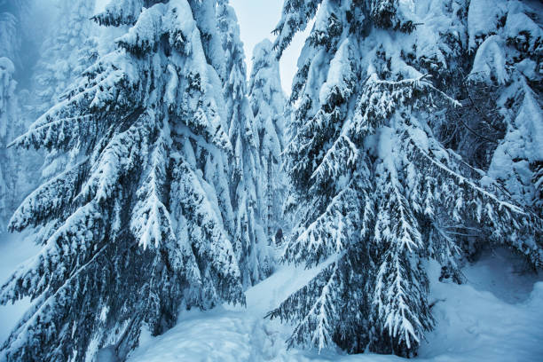 Winter landscape with pines covered in snow by the blizzard