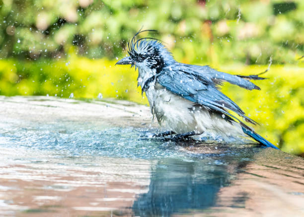 istock Magpie Jay splashing in water 1130555492