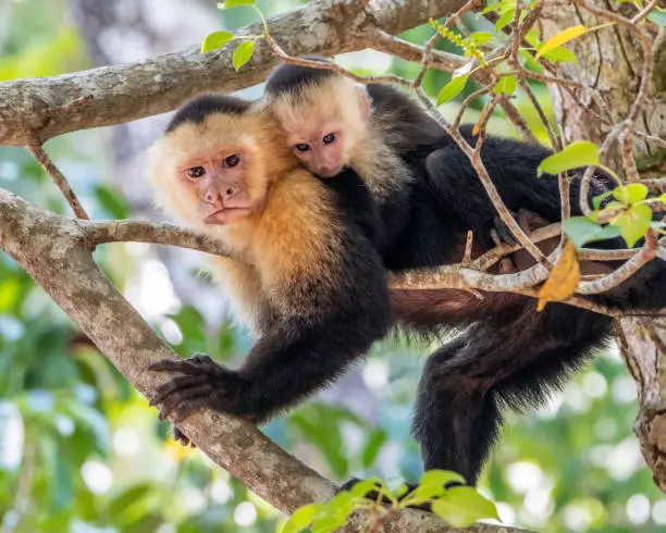 A baby white faced monkey cuddles on its mothers back while resting on a tree branch in Manuel Antonio National Park in Costa Rica.