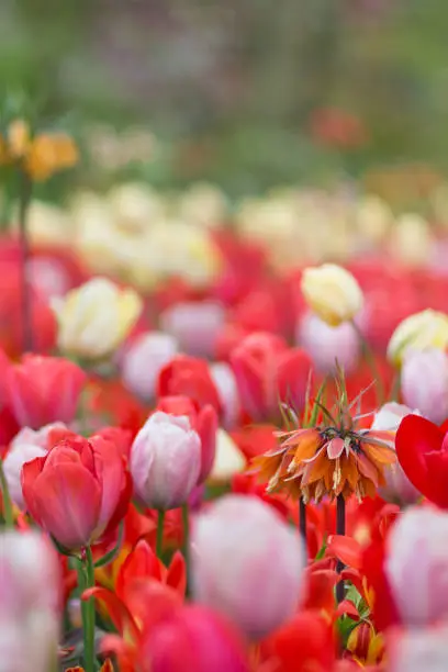 Orange award-winner fritillaria imperialis 'The Premier' (Crown Imperial) in a field of red, yellow and lavender tulips, selective focus