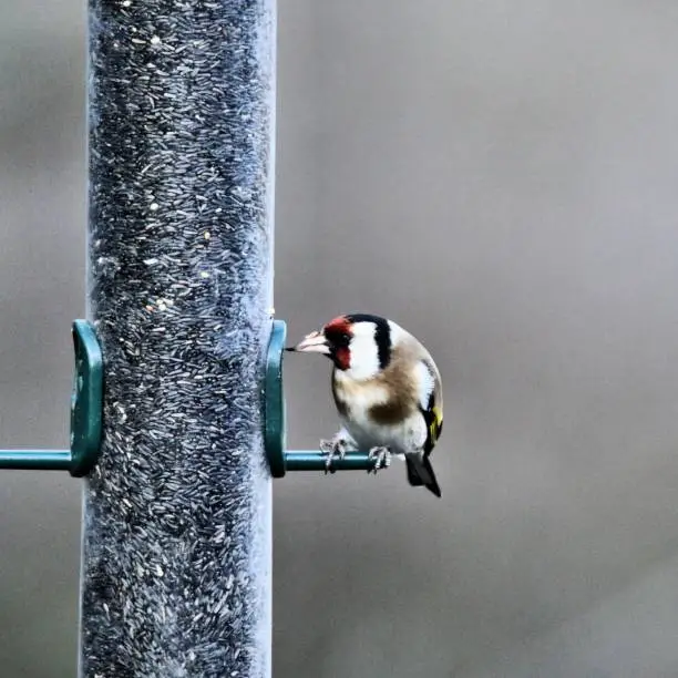 Photo of A picture of a Goldwinch on a Bird Feeder