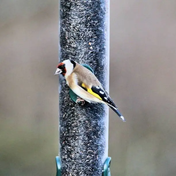 Photo of A picture of a Goldwinch on a Bird Feeder