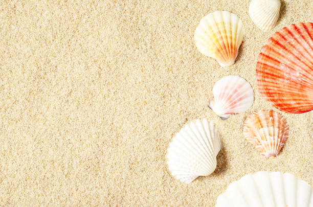 istock Sea shells on sandy beach. Summer background. Top view 1130557045