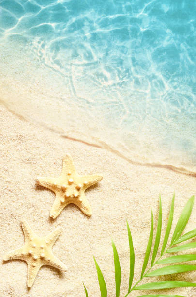 istock Summer background with green palm leaf and starfish. Beach texture. Copy space. 1130557113