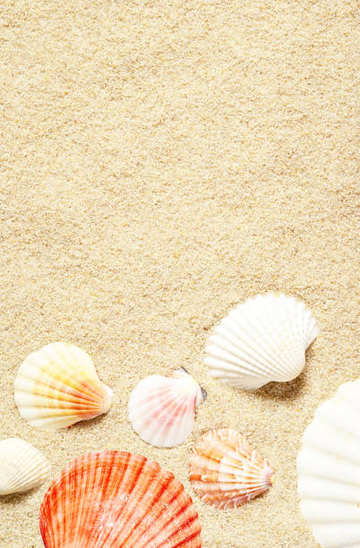 istock Sea shells on sandy beach. Summer background. Top view 1130557138
