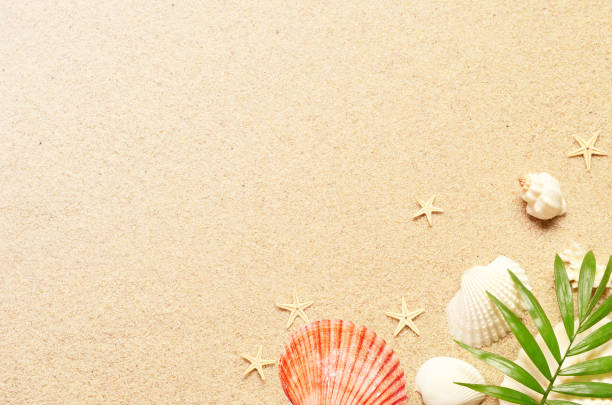 istock Summer background with green palm leaf and shells. Beach texture. Copy space. Top view 1130557193