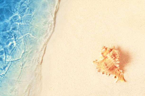 Seashell on the summer beach in sea water. Summer background. Summer time