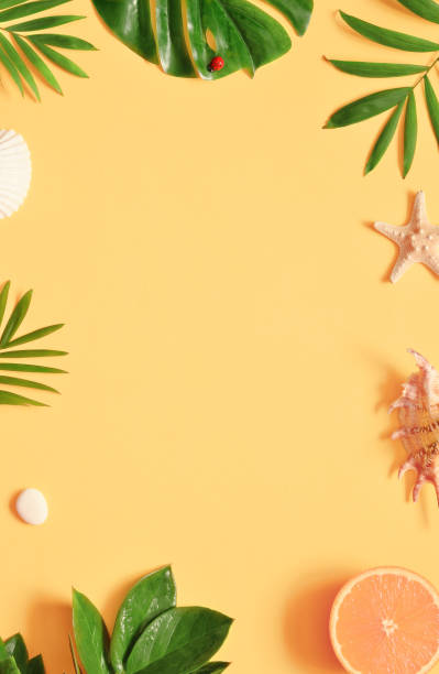 тропический фон. пальмы ветви с морской звездой и ракушки на желтом фоне. путешествовать. - shell starfish orange sea стоковые фото и изображения