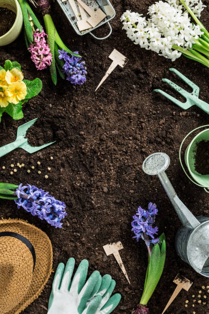 istock Spring garden works. Gardening tools and flowers on soil background. 1130557910