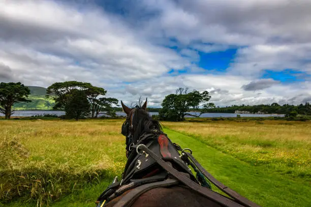 Horse riding in Killarney National Park, near the town of Killarney, County Kerry, Ireland