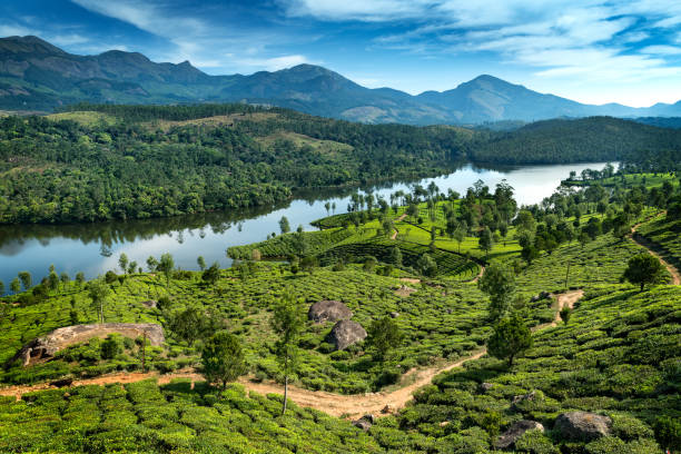 Hills , lake and tee plantations in Kerala Tea plantations near Munnar, Kerala, India - Image kerala south india stock pictures, royalty-free photos & images