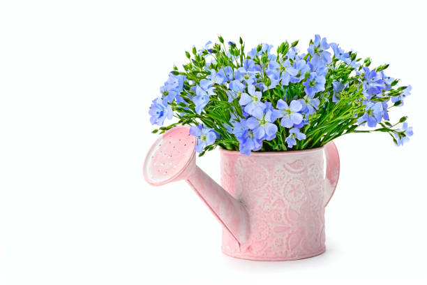 Flax flowers in a watering can isolated on white background.