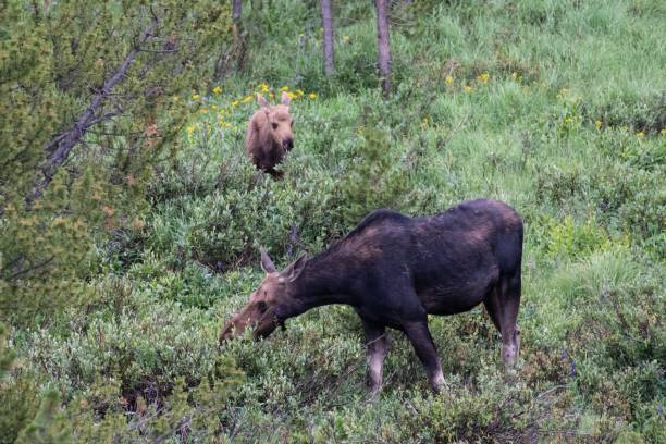 istock Moose cow and her calf 1130558974