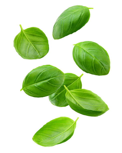 Falling basil, isolated on white background, clipping path, full depth of field Falling basil, isolated on white background, clipping path, full depth of field basil photos stock pictures, royalty-free photos & images