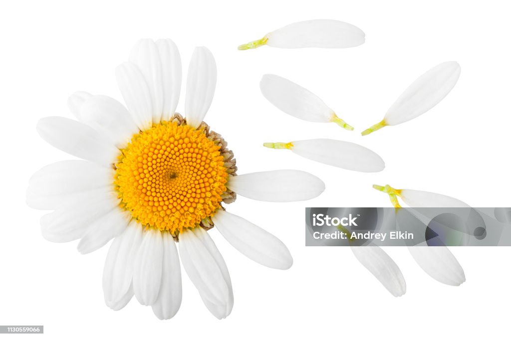 chamomile isolated on white background, clipping path, full depth of field Petal Stock Photo