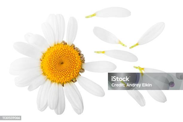 Chamomile Isolated On White Background Clipping Path Full Depth Of Field Stock Photo - Download Image Now