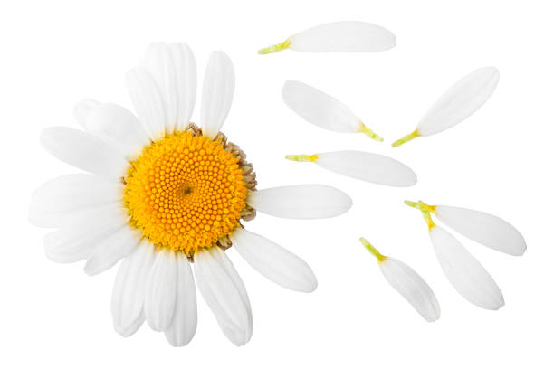 chamomile isolated on white background, clipping path, full depth of field - pétalas de flores imagens e fotografias de stock