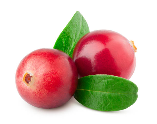 istock cranberry isolated on white background, clipping path, full depth of field 1130559109